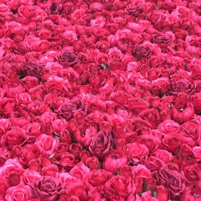 Aurora Flowerwall