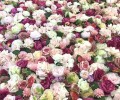 Abundance Flowerwall