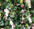 Permanent Bespoke Flowerwall Installation